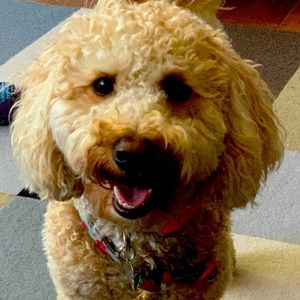 Meet your Posher, Laurel